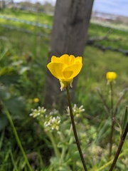 Ranunculus bulbosus
