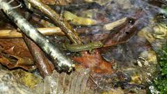 Desmognathus welteri