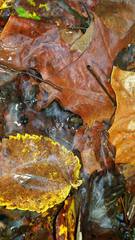 Desmognathus welteri