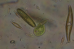 Phacus circulatus