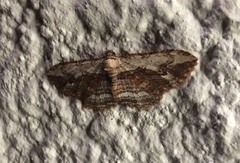 Austrocidaria