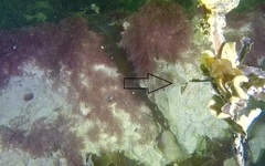 Zirfaea crispata image