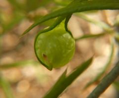 Dryocosmus quercuslaurifoliae