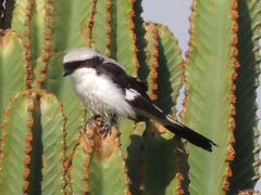 Lanius excubitoroides