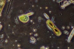 Phacus circulatus