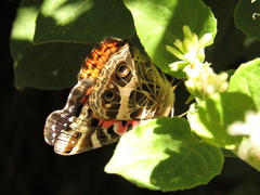Vanessa braziliensis