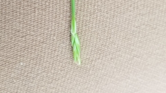 Carex leptalea harperi