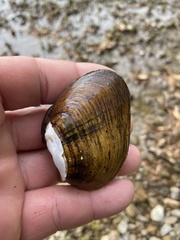 Ellipsaria lineolata