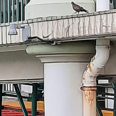 Streptopelia chinensis