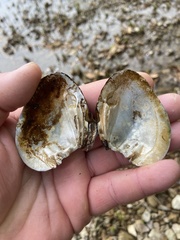 Ellipsaria lineolata