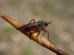 Empis spectabilis