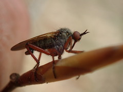 Empis spectabilis