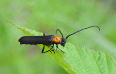 Oberea perspicillata