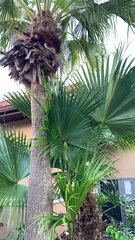 Livistona chinensis