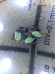 Echinochloa muricata microstachya