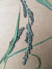 Echinochloa muricata microstachya