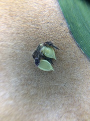 Echinochloa muricata microstachya