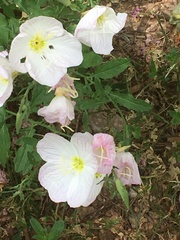 Oenothera speciosa