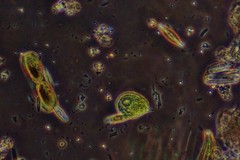 Phacus circulatus