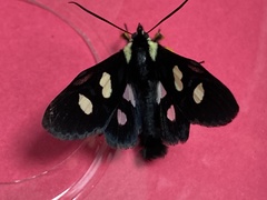 Agaristinae