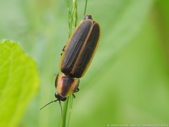 Pyractomena borealis