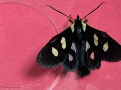 Agaristinae
