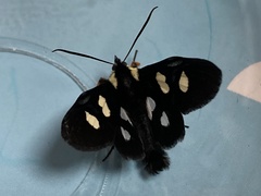 Agaristinae