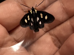 Agaristinae