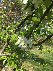Malus dasyphylla