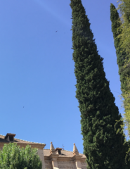 Cupressus sempervirens
