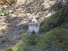 Sciurus carolinensis