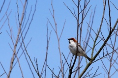 Passer cinnamomeus rutilans