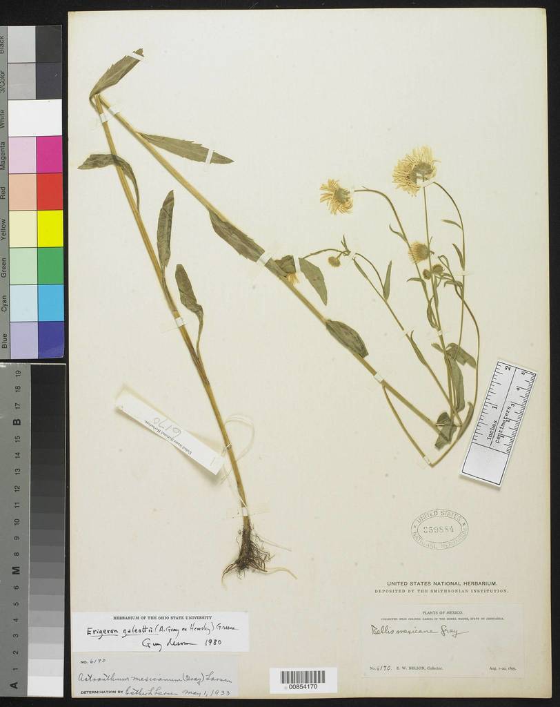 Erigeron galeottii