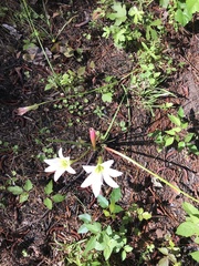 Zephyranthes candida