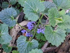 Glechoma hederacea