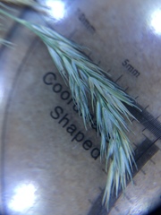 Muhlenbergia mexicana mexicana