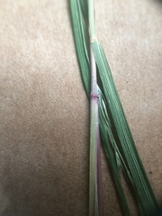 Muhlenbergia mexicana mexicana