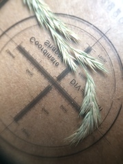 Muhlenbergia mexicana mexicana