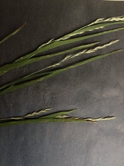 Muhlenbergia mexicana mexicana