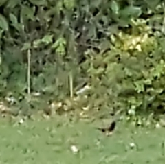 Pipilo erythrophthalmus