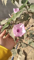 Ipomoea pedicellaris