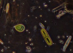Phacus circulatus