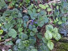 Glechoma hederacea