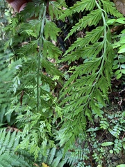 Asplenium bulbiferum x a flaccidum