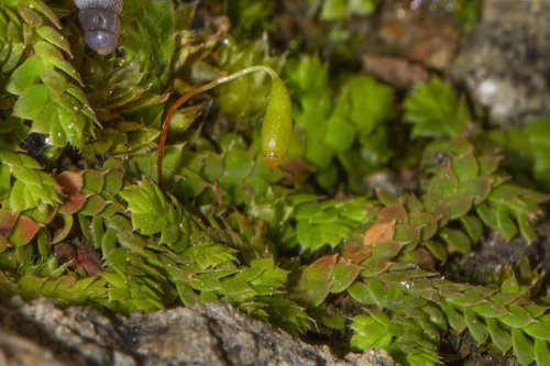 Toothed-leaved clubmoss (Selaginella denticulata)