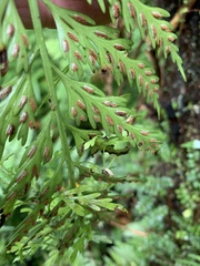 Asplenium bulbiferum x a flaccidum
