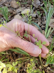 Ranunculus hebecarpus