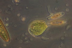Phacus circulatus