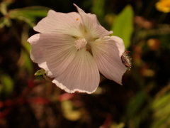 Sidalcea calycosa