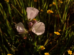 Sidalcea calycosa